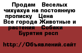 Продам.  Веселых чихуахуа на постоянную прописку › Цена ­ 8 000 - Все города Животные и растения » Собаки   . Бурятия респ.